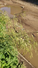 Bromus inermis