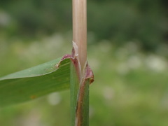 Phleum hirsutum
