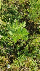 Tanacetum vulgare