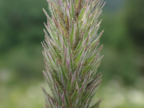 Image of Phleum hirsutum by (c) Christian Berg, some rights reserved (CC BY)