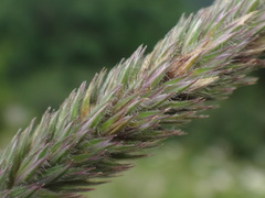Phleum hirsutum