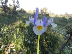 Iris xiphium
