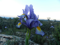 Iris xiphium