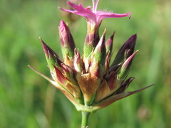 Dianthus membranaceus