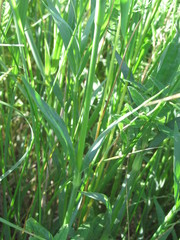 Dianthus membranaceus