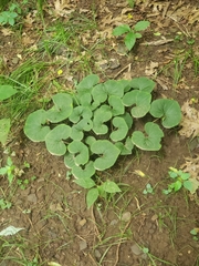 Asarum canadense reflexum