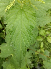 Urtica dioica