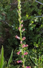 Sairocarpus virga