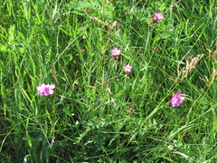 Dianthus membranaceus