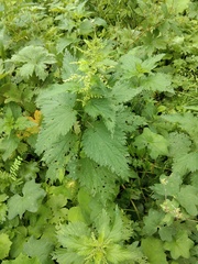Urtica dioica