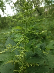 Urtica dioica