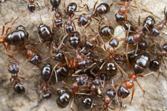 Formica subpolita