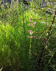 Sairocarpus virga