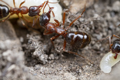 Formica subpolita