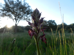 Anacamptis coriophora carpetana