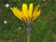 Scorzoneroides montaniformis