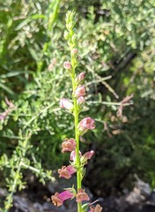 Sairocarpus virga