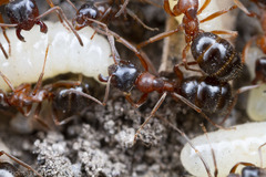 Formica subpolita
