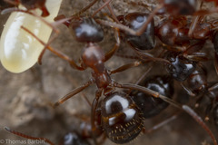 Formica subpolita