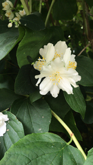Philadelphus coronarius