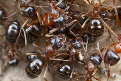 Formica subpolita