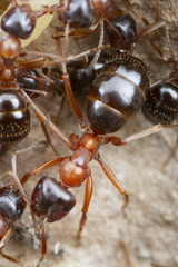 Formica subpolita