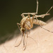 Aedes campestris - Photo (c) Thomas Barbin, algunos derechos reservados (CC BY-NC), uploaded by Thomas Barbin