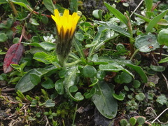 Scorzoneroides montaniformis