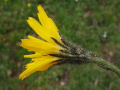 Scorzoneroides montaniformis