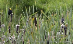 Chrysomus icterocephalus bogotensis