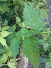 Nemophora degeerella