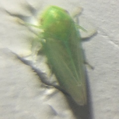 Macropsis