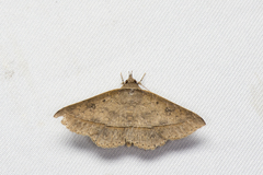 Hypospila creberrima