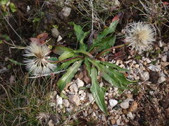 Scorzoneroides montaniformis