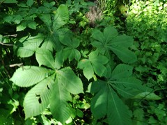 Aesculus hippocastanum