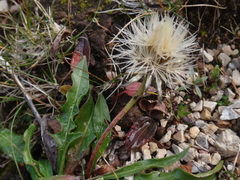 Scorzoneroides montaniformis
