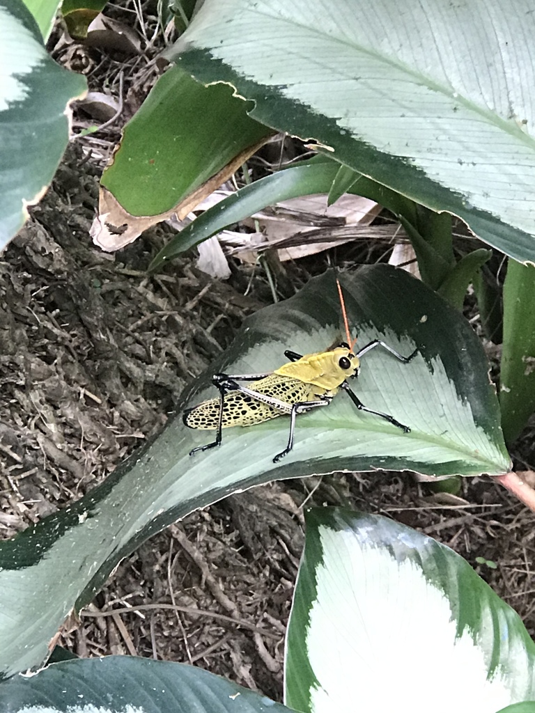 Taeniopoda Varipennis From Avenida 12 De Octubre, Panamá, Provincia De ...