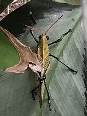 Taeniopoda varipennis