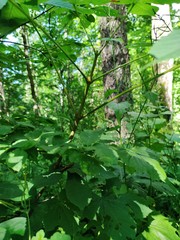 Aesculus hippocastanum