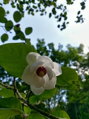 Magnolia sieboldii