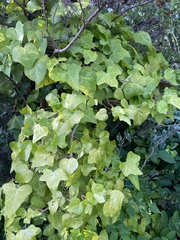 Hedera helix