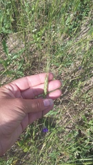 Triticum monococcum boeoticum