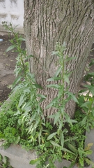 Cirsium arvense