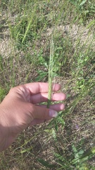 Triticum monococcum boeoticum
