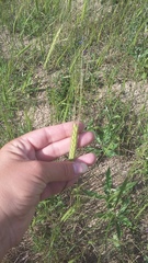 Triticum monococcum boeoticum