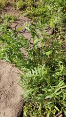 Tanacetum vulgare