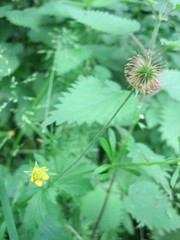 Geum urbanum