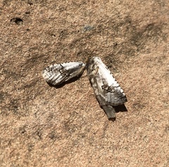 Parahypopta caestrum