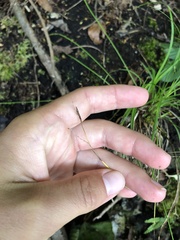 Carex digitata
