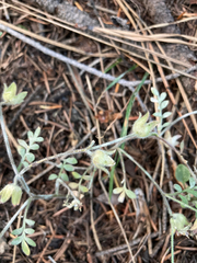 Polemonium micranthum